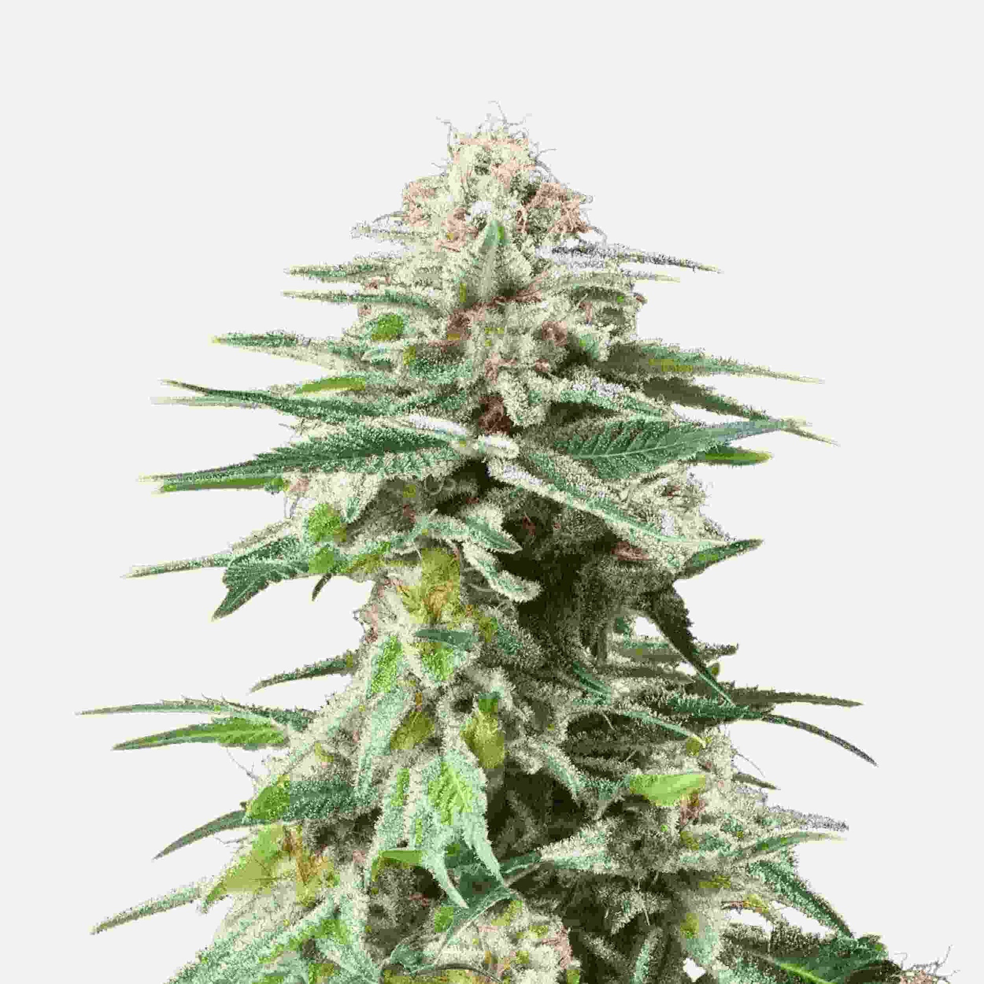 Weiße, harzige White Widow Cannabispflanze mit dichten Buds und zahlreichen Trichomen