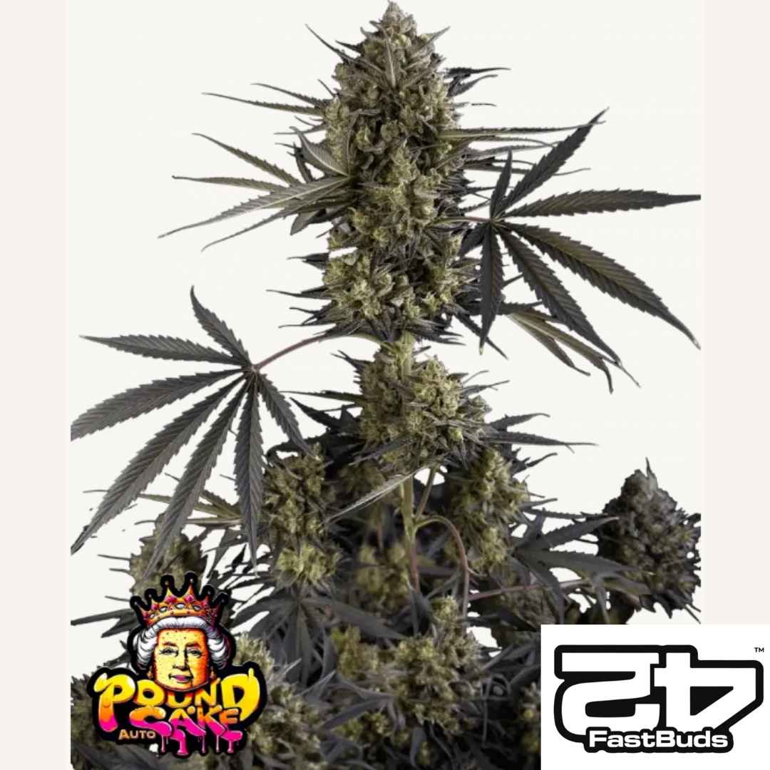 Pound Cake Auto Pflanze mit dichten harzreichen Buds und dunkelgrünen Blättern in voller Blüte