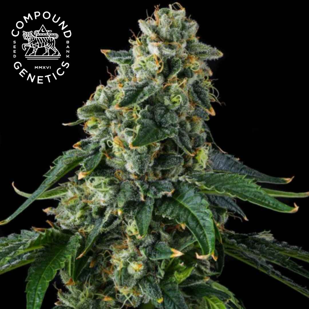 Presidential Pardon Cannabisblüte mit dichten Trichomen und orangefarbenen Blütenhärchen