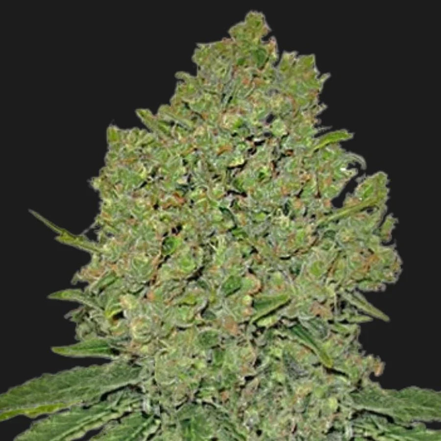 Dichte, harzreiche Cannabisblüte der Sorte Prozack Medical Seeds mit grünen Blättern und orangenen Pistillen vor schwarzem Hintergrund.