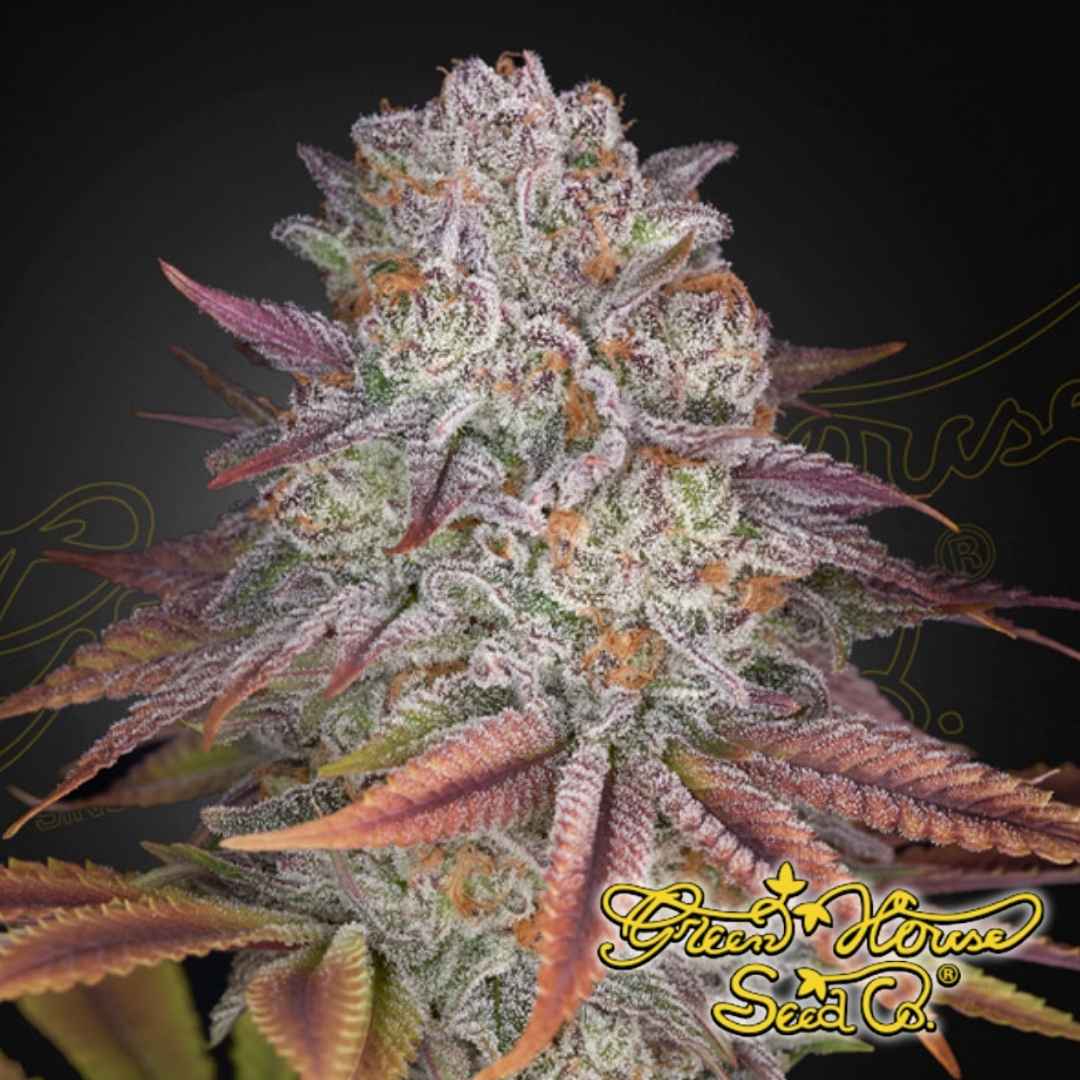 Reife Pulp Friction Cannabisknospe mit dichter Harzschicht, violetten Zuckerblättern und leuchtend orangefarbenen Blütenstempeln