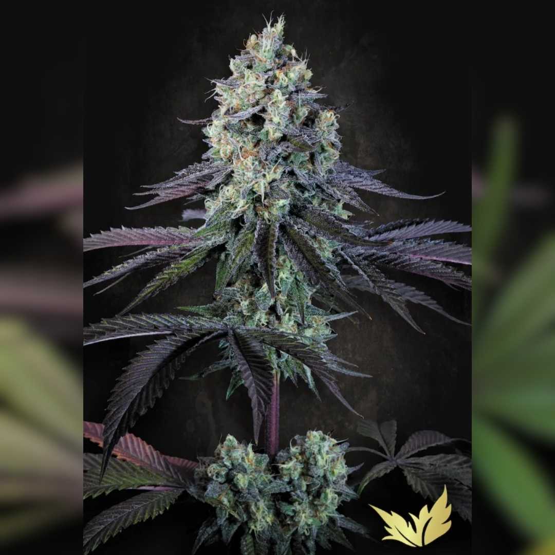 Dichte Purple Mintz Blüte mit violetten Zuckerblättern, harzigen Trichomen und leuchtend orangefarbenen Härchen.