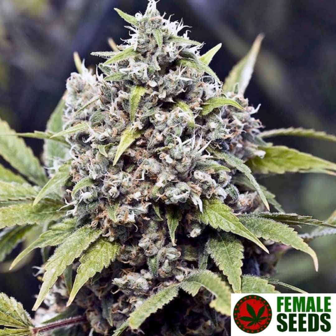 Pure AK Cannabisblüte mit dichten Buds, vielen Trichomen und hellen Blütenstempeln an einer reifen Pflanze