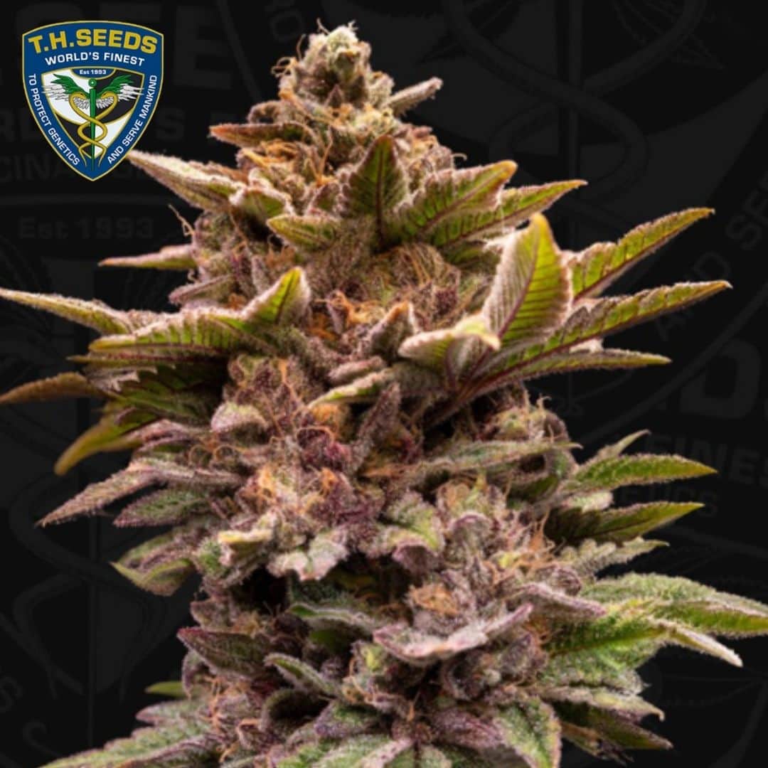 Dichte Pure Lemon Cherry Blüte mit violetten Blättern, orangefarbenen Härchen und starkem Trichombelag
