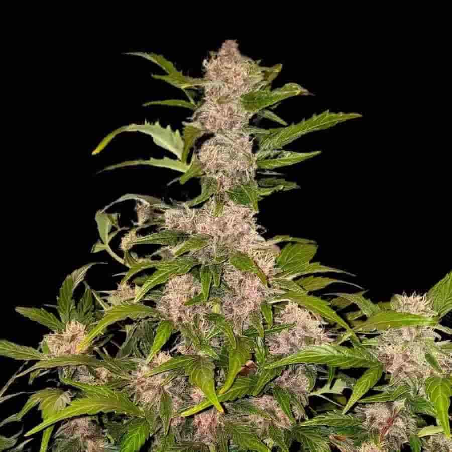 Reife Purple Automatic mit großen Buds, grünen Zuckerblättern und sichtbaren Trichomen