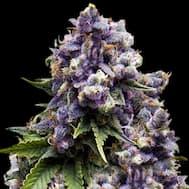 Nahaufnahme einer dichten, lilafarbenen Cannabisblüte mit harzigen Trichomen und grünen Blättern vor schwarzem Hintergrund.