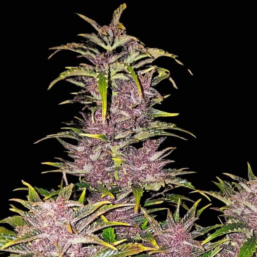 Purple Automatic mit dichten, lilafarbenen Blüten und kristallartiger Harzschicht auf den Blättern