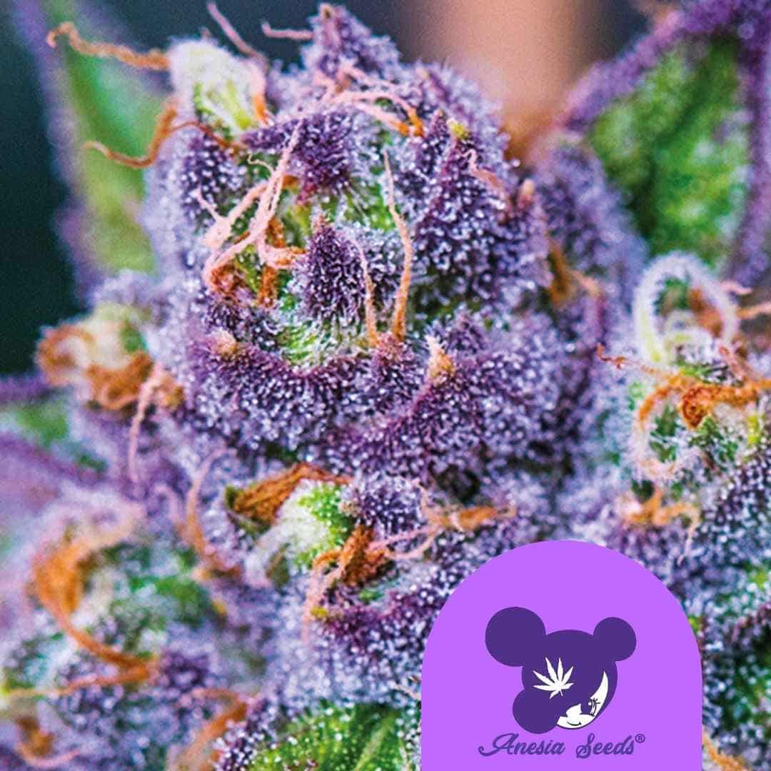 Lila-blühende Purple Domina Auto Knospe mit dichten Harzschichten und orangefarbenen Blütenhaaren