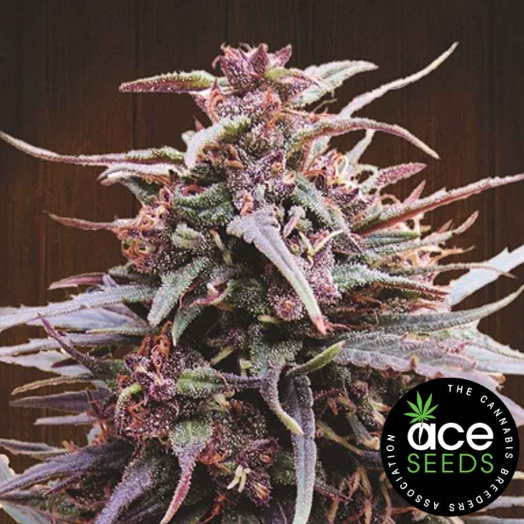 Purple Haze x Malawi Bud mit dichten Trichomen und violett-grünen Blütenblättern