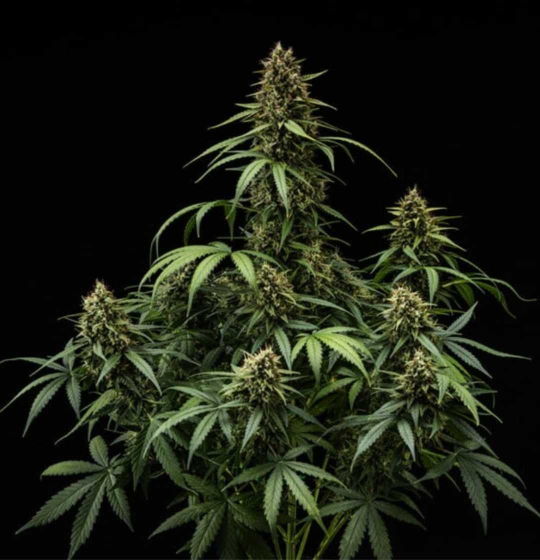 Purple Lemonade Auto Pflanze in voller Reife mit mehreren harzigen Colas und schlanken Blättern