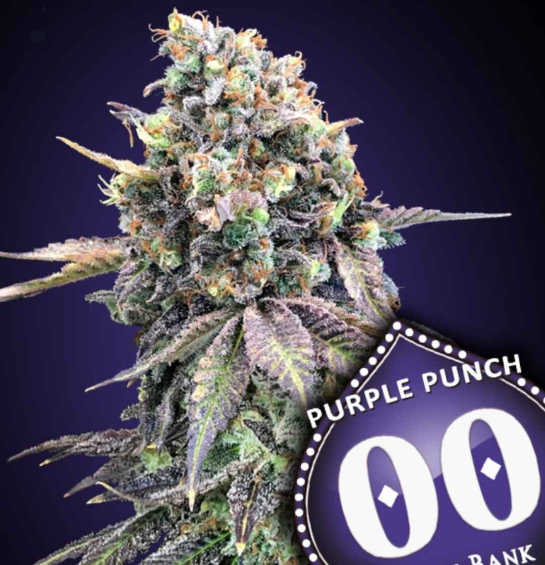 Purple Punch Blüte, dicht mit Harz, grün-lila Blätter, 00 Seeds Emblem unten rechts