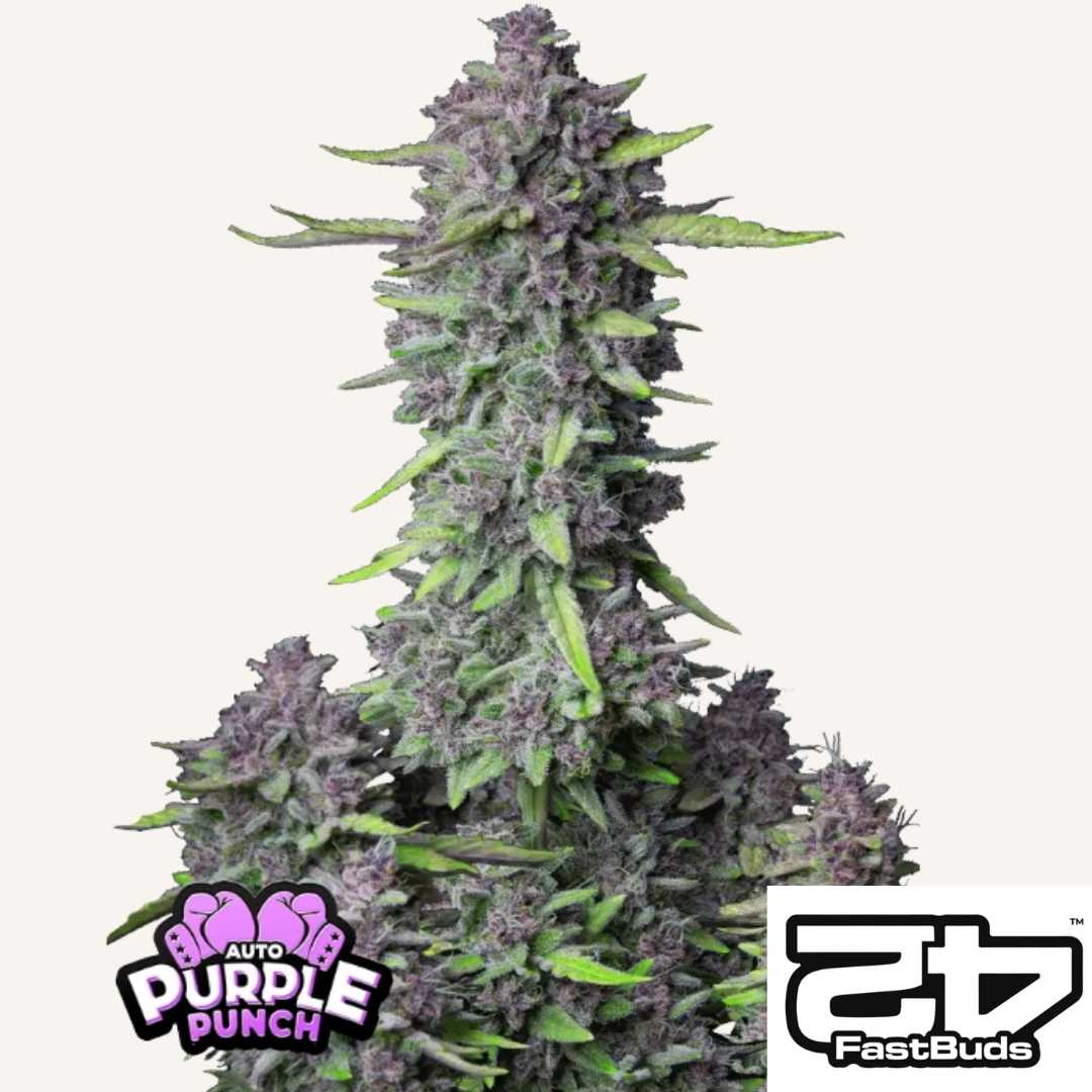 Purple Punch Auto mit dichten, lilafarbenen Blüten und harzreichen Buds