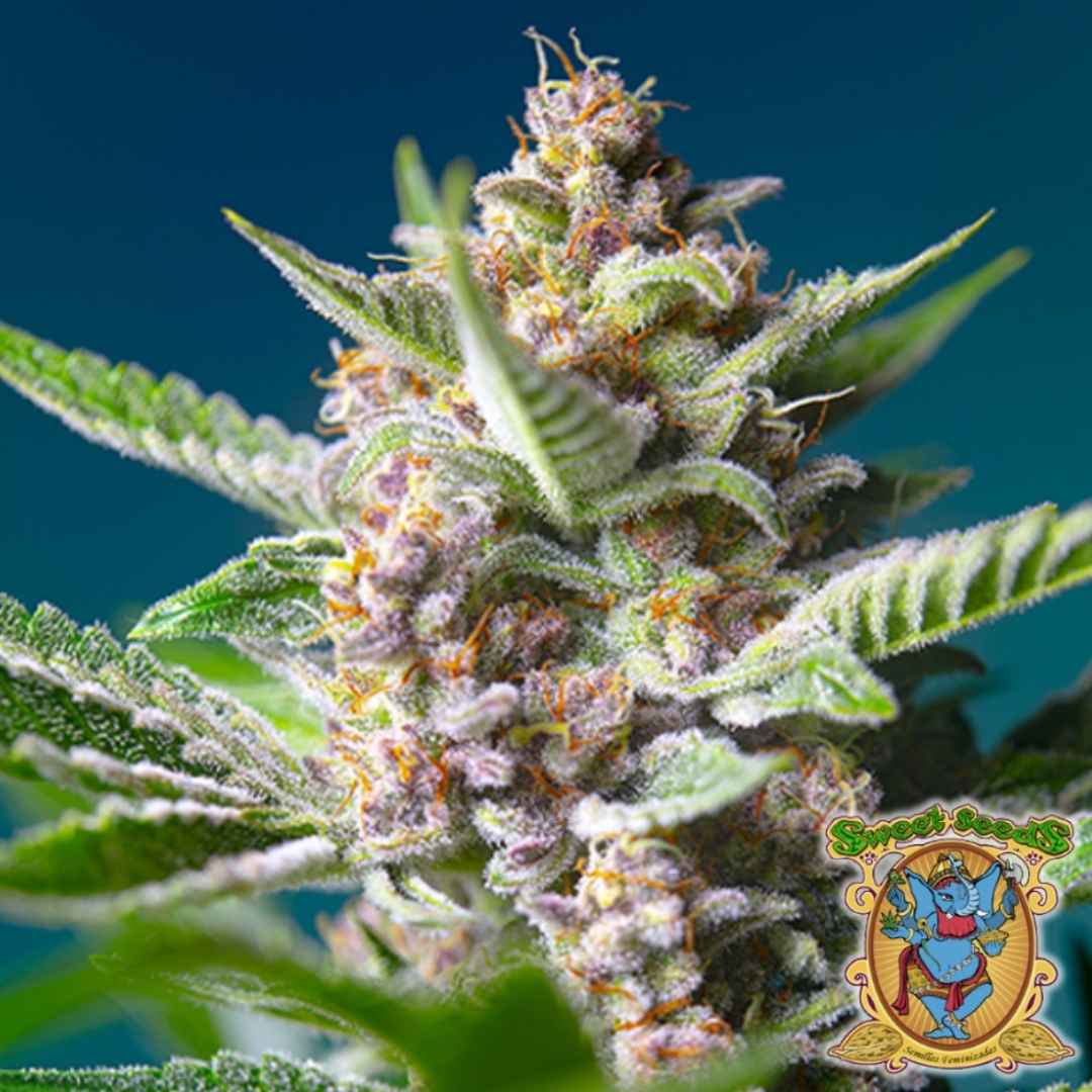 Dichte Purple Punch OG Blüte mit violetten und grünen Tönen, überzogen von glänzenden Harzkristallen.