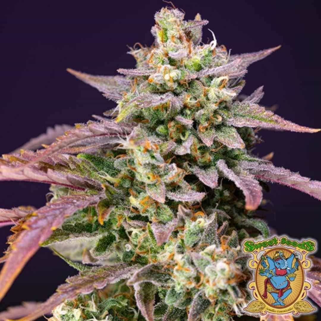 Dichte Purple Punch OG XL Auto Blüte mit violetten Zuckerblättern, orangen Härchen und funkelnden Trichomen