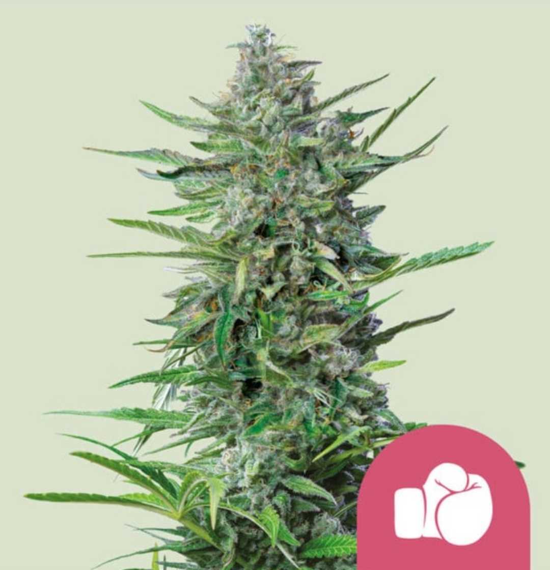 Purple Punch Cannabispflanze mit dichten, harzigen Blüten und grünen Blättern, Symbol für starke Wirkung.