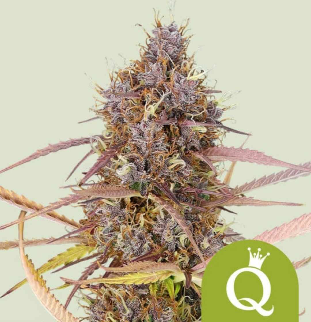 Purple Queen Auto Bud dicht bedeckt mit Harz, violett-grüne Blüten und feine orange Stigmen
