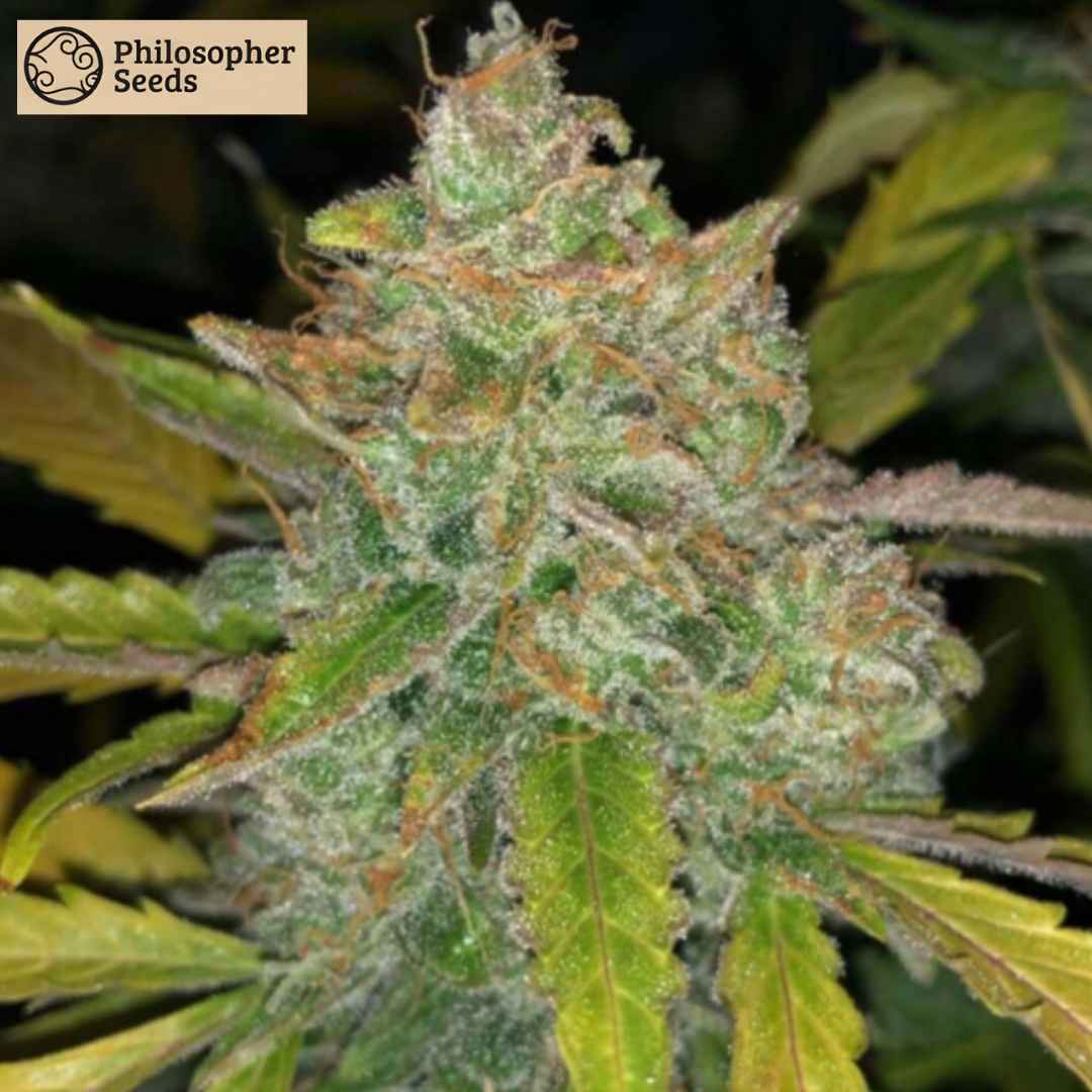 Purple Sunset Auto Blüte mit dichten harzigen Buds, sichtbaren Trichomen und orangefarbenen Pistillen