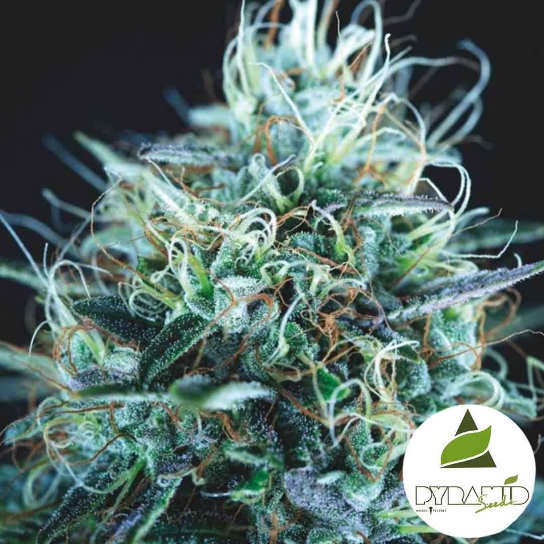 Harzige Blüte von Purple Urkle x Blue Pyramid mit leuchtenden Härchen und dichten Trichomen