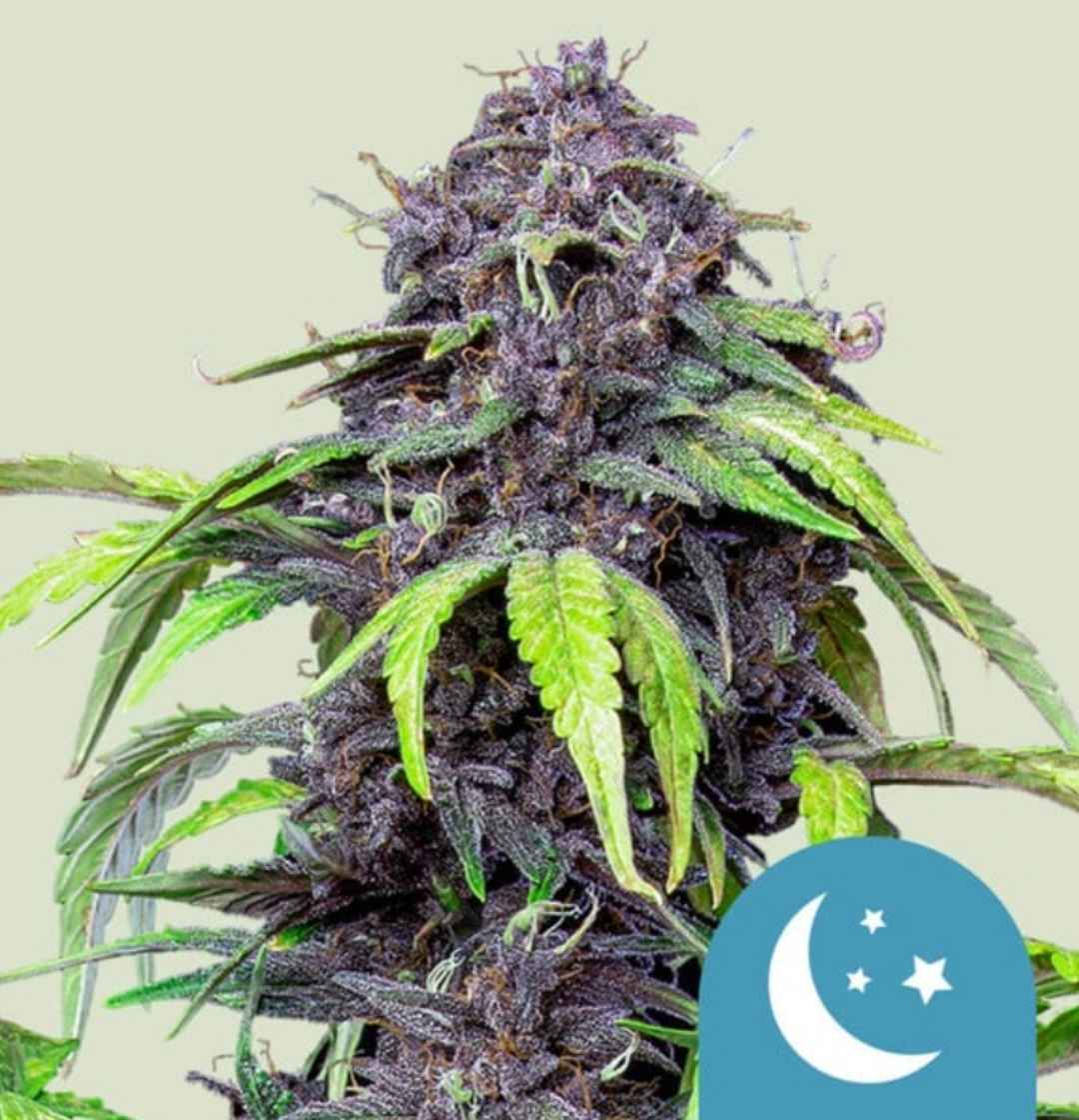 Purplematic CBD Blüte mit tiefvioletten Knospen, grünen Blättern und kleinem Mond-Symbol