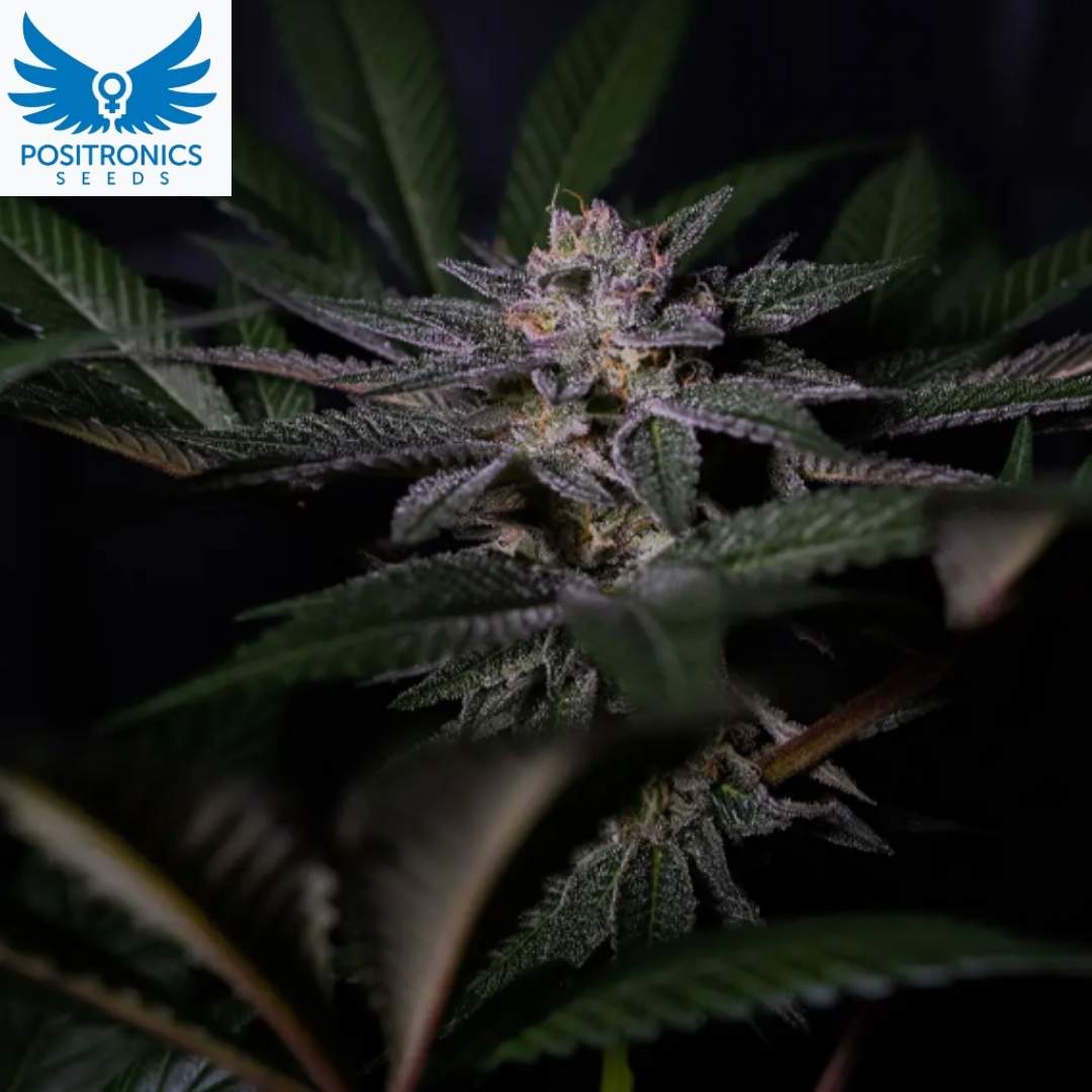 Rainbow Flakes Cannabisblüte mit dichten, harzigen Buds und violetten Nuancen an reifer Pflanze