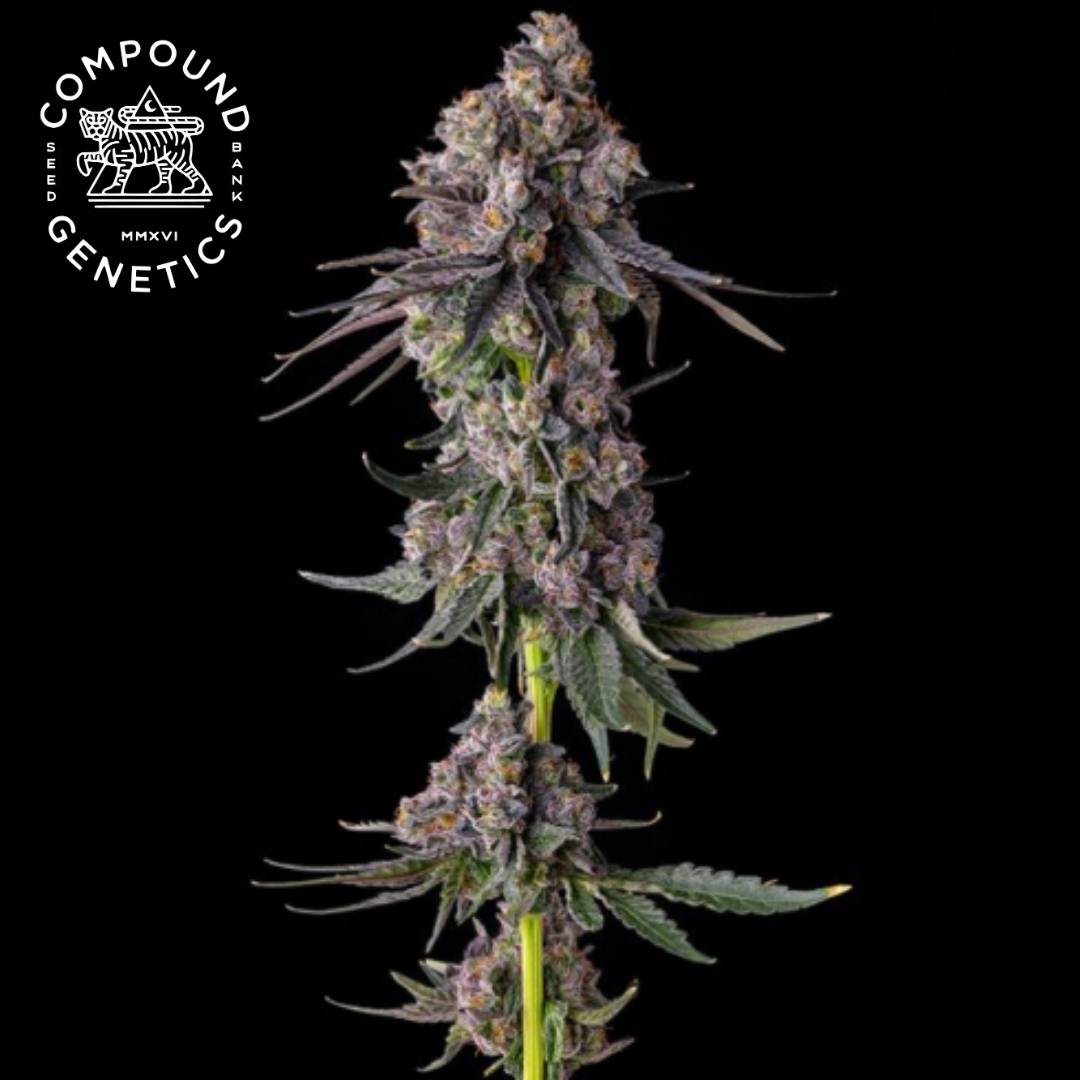 Rainbow Guave Cannabisblüte mit dichten, harzigen Buds und violett-grünen Blättern