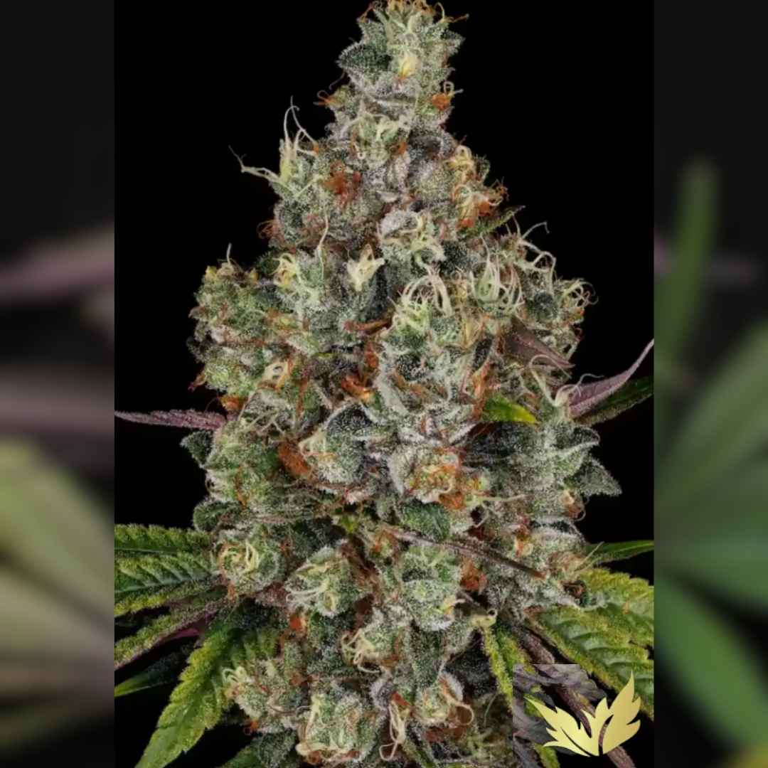 Dicht bewachsener Rainbow Road Bud mit orangen Blütenhaaren und glitzernden Harzkristallen.