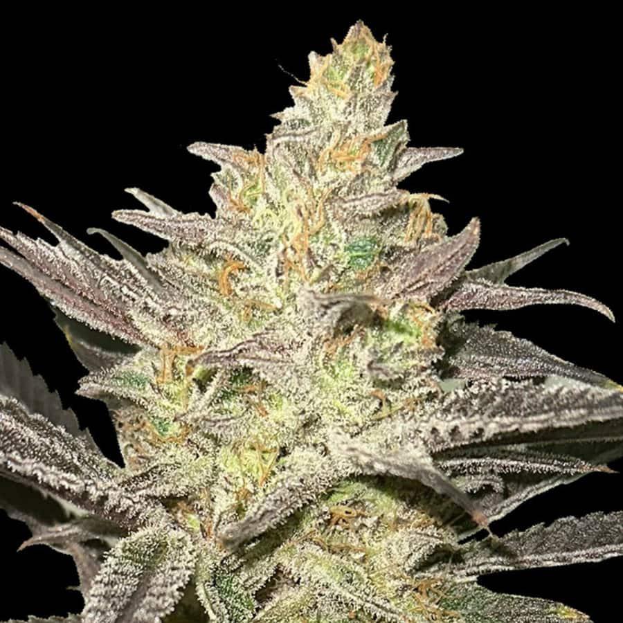 Dicht bewachsene Rainbow Sherbet #11 Blüte mit violetten Blättern und dicker Schicht aus weißen Trichomen unter Kunstlicht.