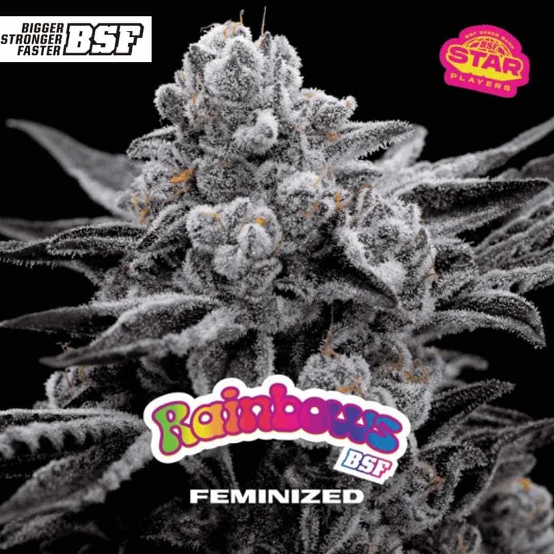 Dicht gewachsene Rainbows Blüte mit starker Harzschicht, kompakten Buds und sichtbaren Trichomen