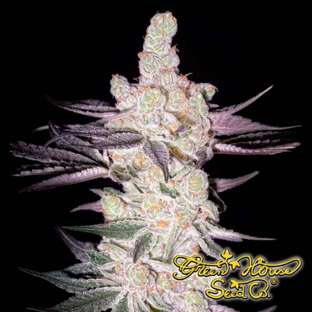 Razuberi Cannabisknospe mit dichter Blütenstruktur, starkem Trichombesatz und orangefarbenen Stempeln