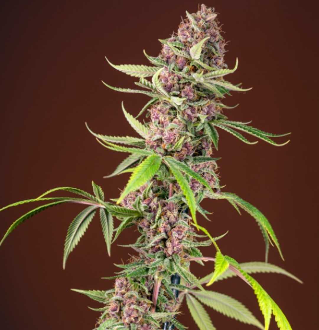 Red Mandarine F1 Fast Version blühende Hanfknospe mit orangen Stempeln und harzigen Kristallen