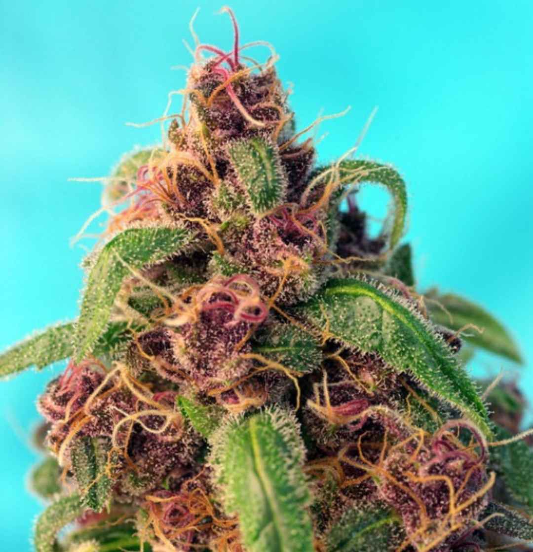 Nahaufnahme einer dichten Knospe der Red Mandarine F1 Fast Version mit leuchtenden Trichomen