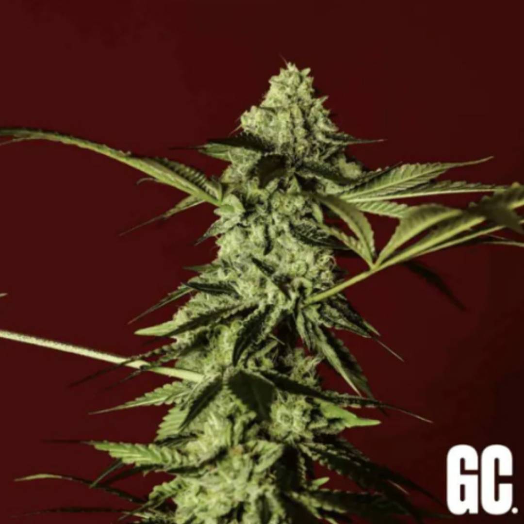 Red Prince Cannabisblüte mit dichten Trichomen und schmalen grünen Blättern