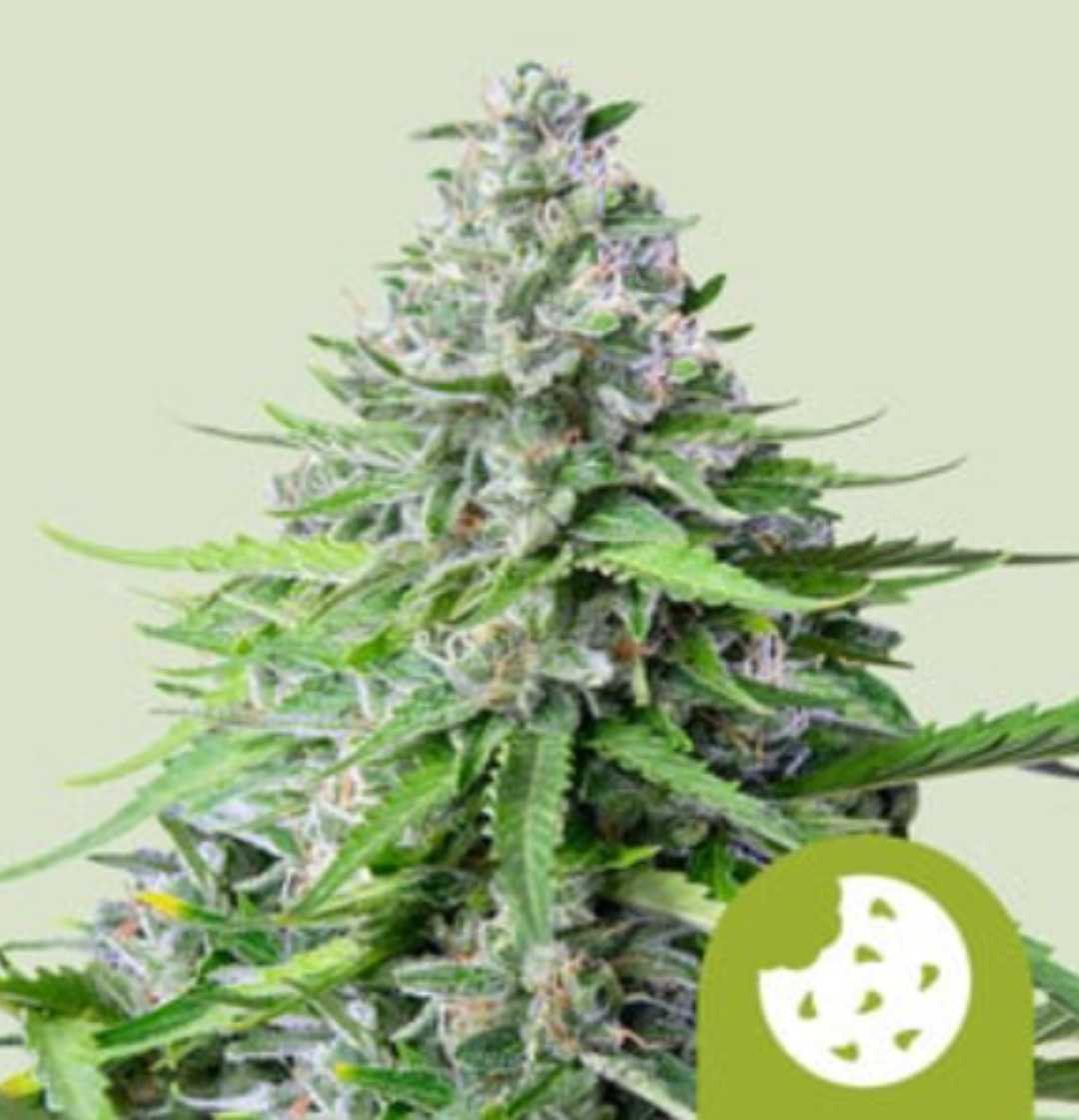 Royal Cookies Auto Blüte mit dichten, harzigen Knospen und einer kräftigen Struktur.
