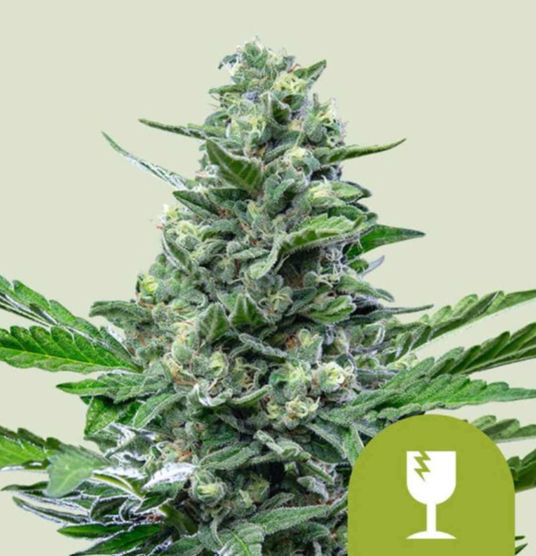 Royal Critical Auto Blüte, kompakt, harzig, orangefarbene Blütenhaare und frostige Trichome