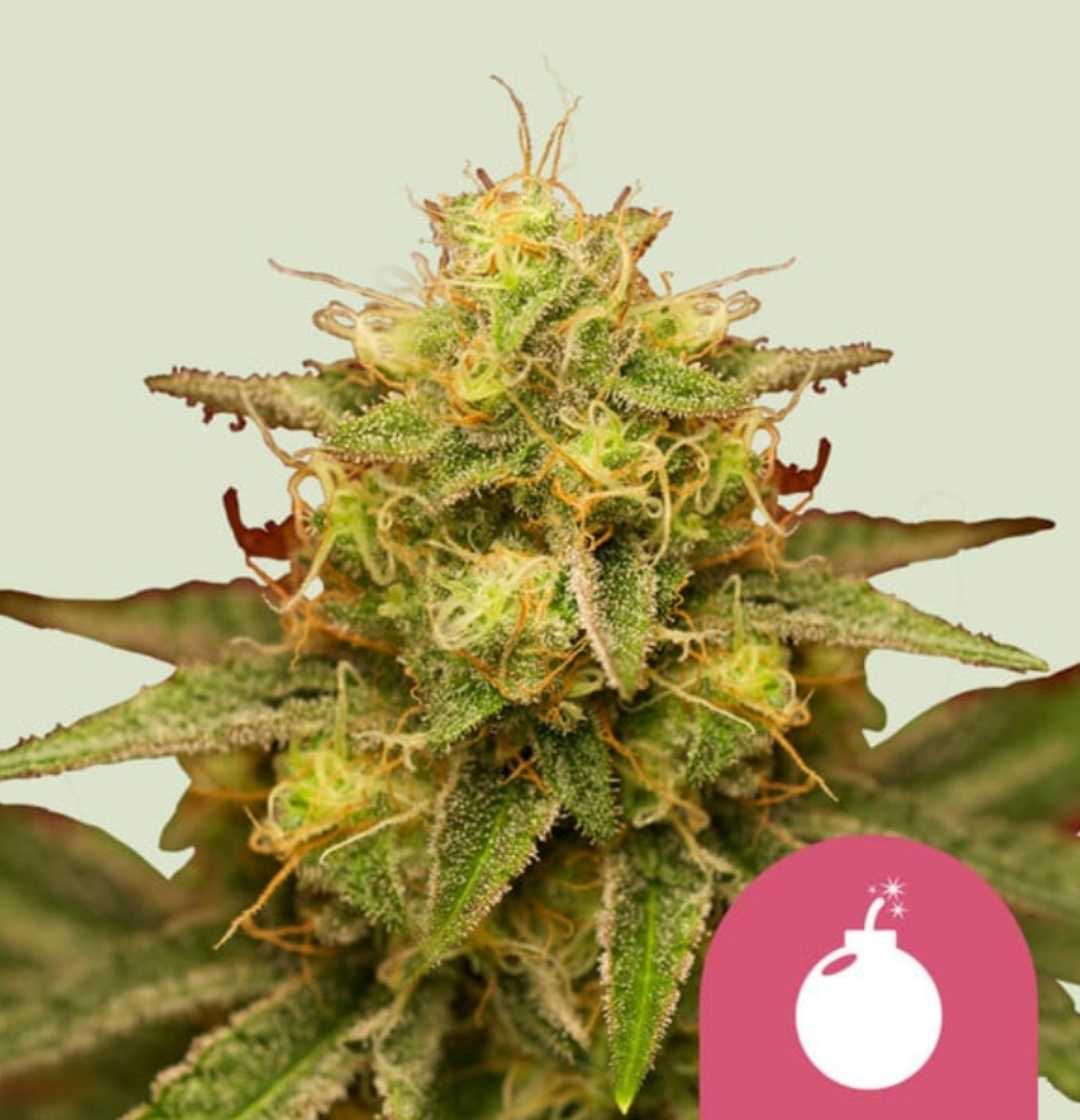 Royal Domina Bud mit dichten grünen Blüten, orangen Stigmen und kristallklaren Trichomen