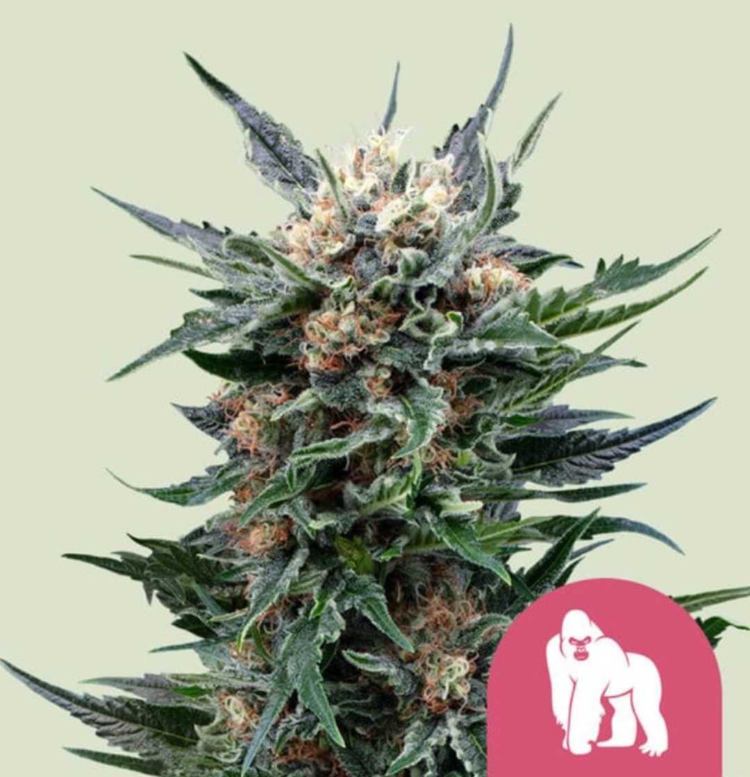 Harzige Blüte der Sorte Royal Gorilla Royal Queen Seeds Feminisiert mit dichten Trichomen und orangefarbenen Härchen.