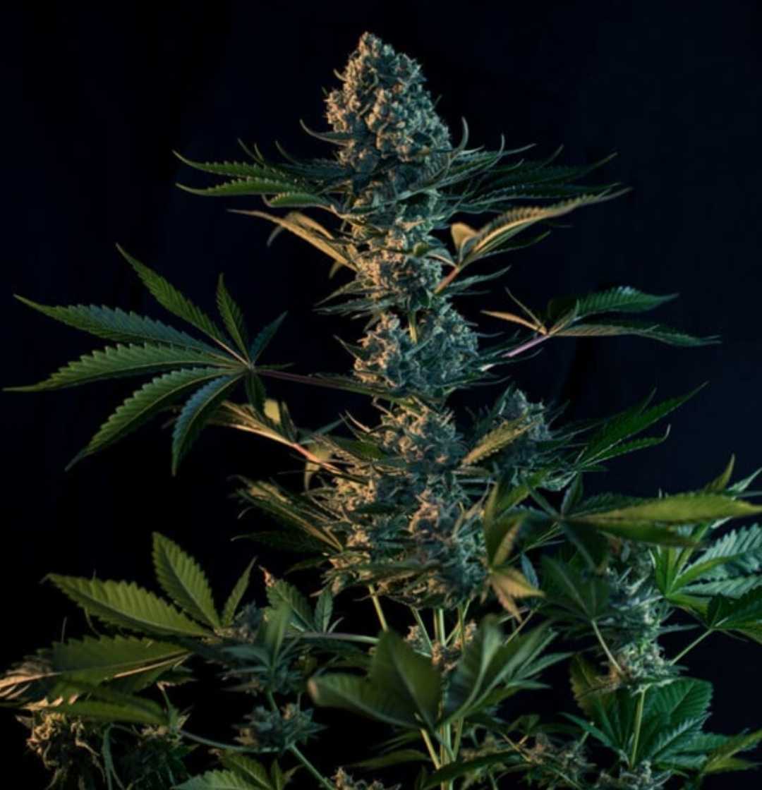 Reife Royal Gorilla Royal Queen Seeds Feminisiert Pflanze mit dichten Buds unter Indoor-Lichtbedingungen.