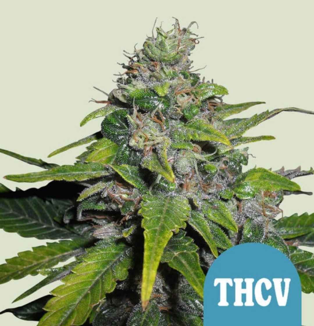 Royal THCV Blüte mit harzigen, dichten Buds, glänzenden Trichomen und orangefarbenen Blütenstempeln