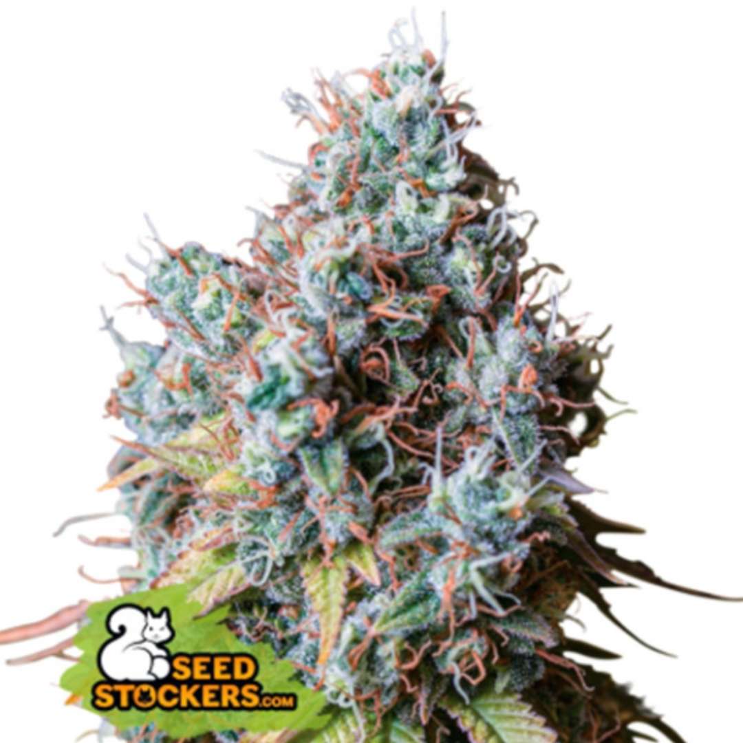 Ruru Cucu OG Cannabisknospe mit dichter Blütenstruktur, orangefarbenen Blütenfäden und starkem Harzbesatz