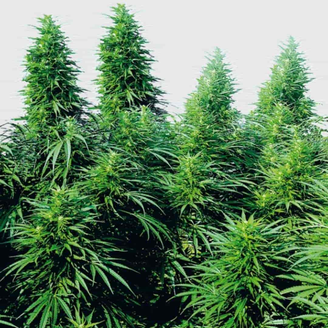 Hohe Ruderalis Skunk Pflanzen mit dichten, harzigen Buds und schmalen Blättern in voller Blüte.