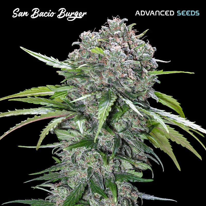 San Bacio Burger Cannabispflanze mit dichten, harzigen Buds und violetten sowie grünen Blättern vor schwarzem Hintergrund.