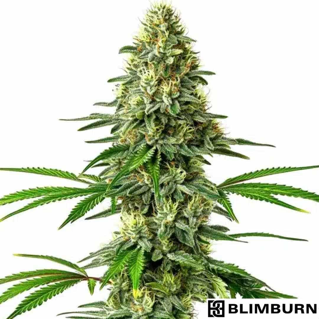 Santa Muerte Cannabispflanze mit dichter, harziger Blüte und kräftigen grünen Blättern in voller Blütephase