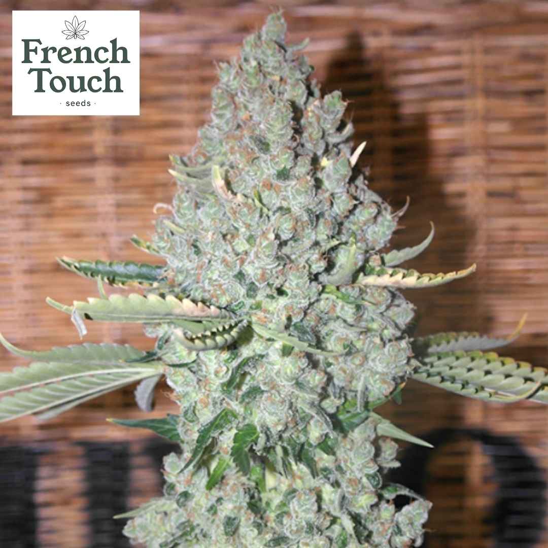Sativa Des Rois Cannabissorte mit dichten, harzigen Blütenständen und charakteristischen Sativa-Blättern.