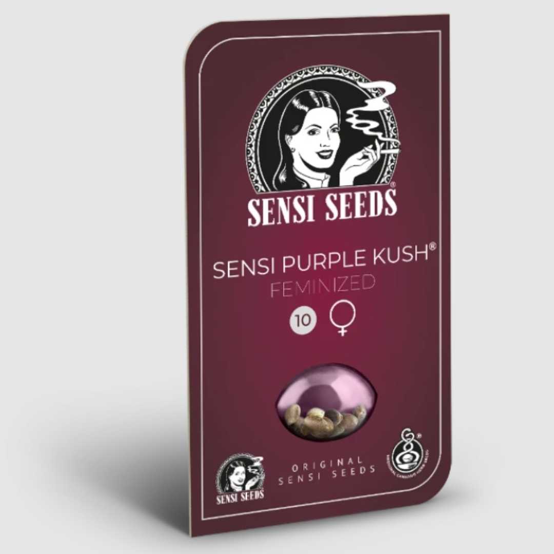 Sensi Purple Kush Samenpackung von Sensi Seeds in bordeauxroter Blisterbox