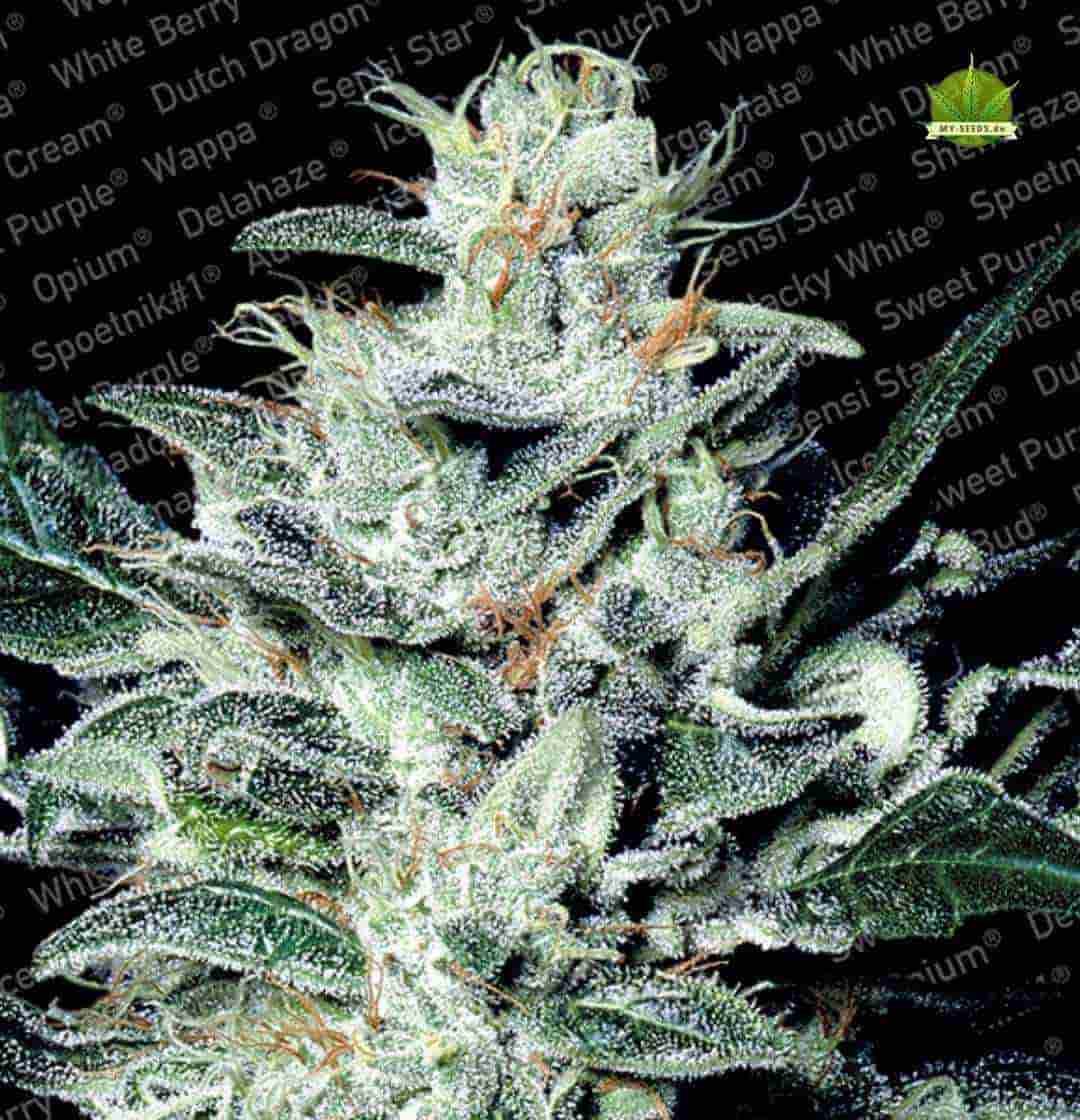 Harzige Sensi Star Buds mit dickem Frostbesatz vor schwarzem Hintergrund mit Sortennamen