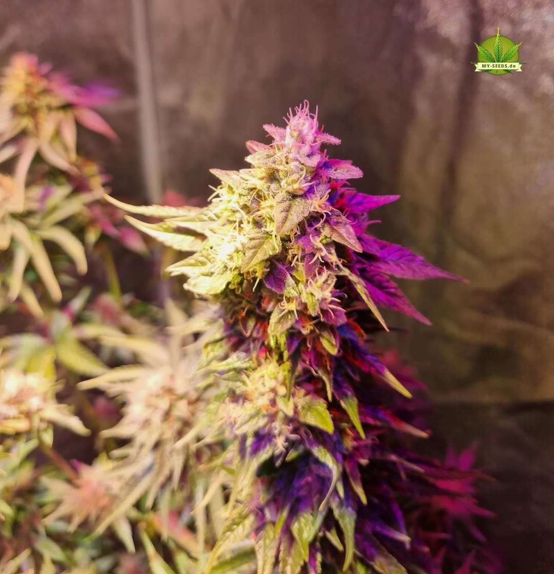 Reife Sensi Star Pflanze mit gold-lila Tönen und gut entwickelten Buds