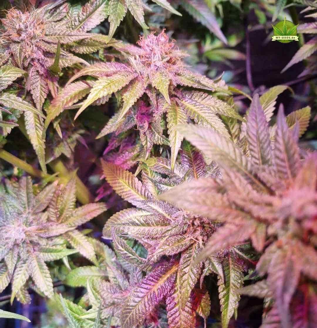 Farbintensive Sensi Star Blüten mit rot-violetten Tönen in später Blütephase