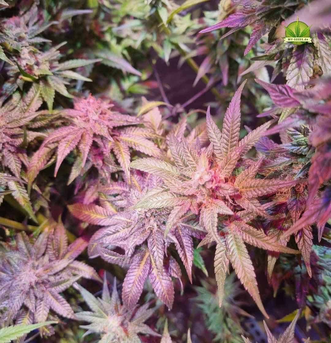 Sensi Star Hauptcola mit pinken Spitzen und goldenen Trichomen unter Lampe