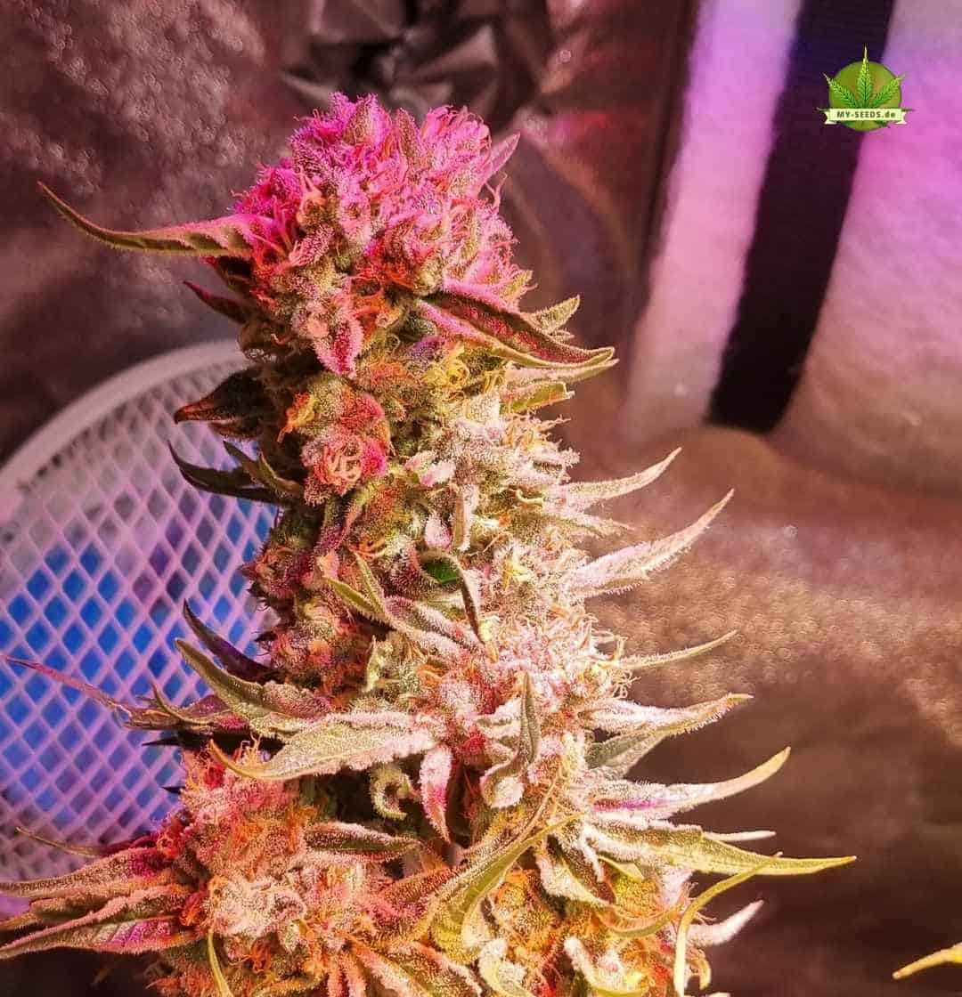 Große Sensi Star Pflanze mit orange-roten Farbtönen und vielen Seitentrieben