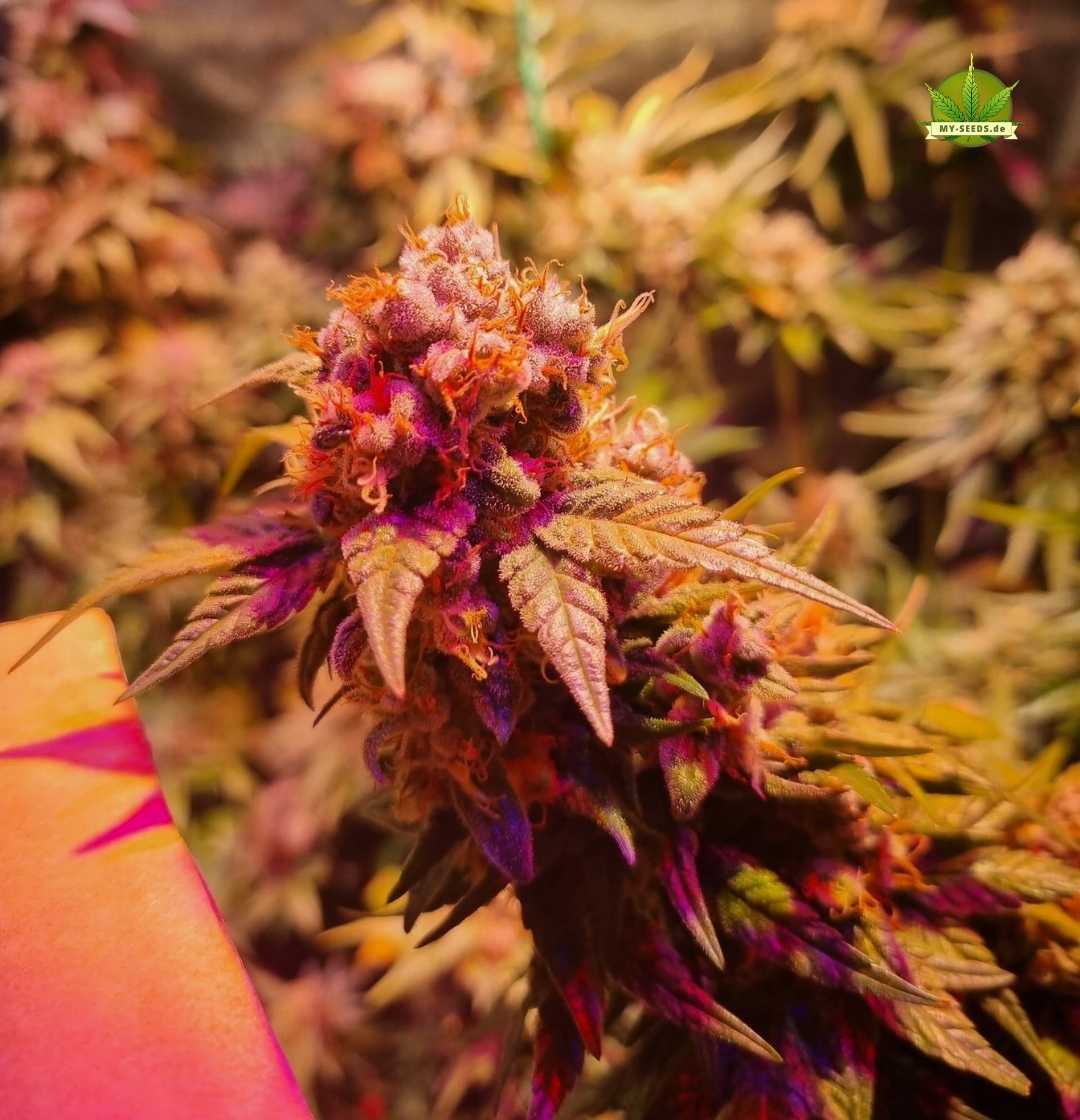 Buschige Sensi Star Pflanze mit violett-grünen Blättern im Blüte-Endstadium